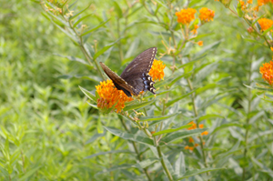 butterfly weed with swallowtail